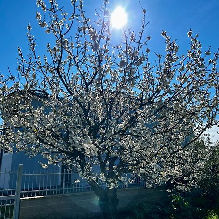 A Casa Di Marco Guesthouse - Apt Di Ciampino E Stazione Per Roma Marino Εξωτερικό φωτογραφία